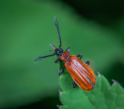 Red beetle on a green leaf